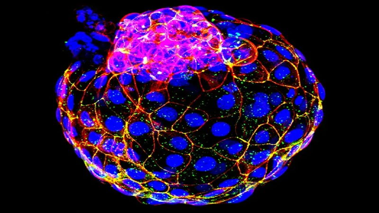 含胚胎外組織的人類(lèi)胚胎樣結(jié)構(gòu)生成 有助進(jìn)一步了解“黑匣子發(fā)育期”